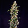 Watermelon Zkittlez feminised Ganja Seeds