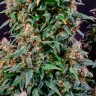 Watermelon Zkittlez feminised Ganja Seeds