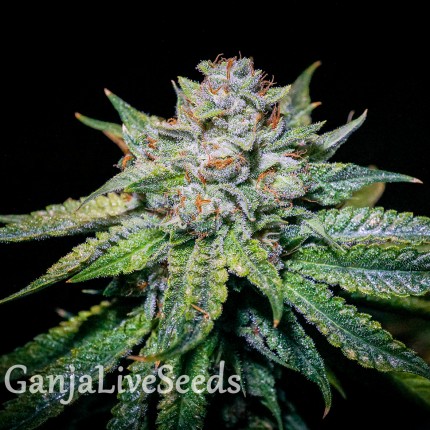 Train Wreck feminised Ganja Seeds