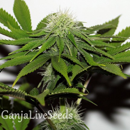 G13 feminised Ganja Seeds