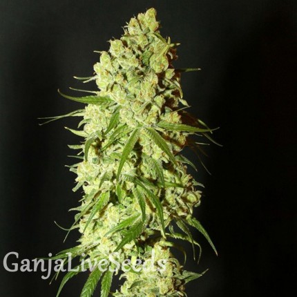 G13 feminised Ganja Seeds
