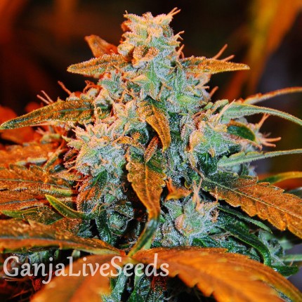 G13 feminised Ganja Seeds