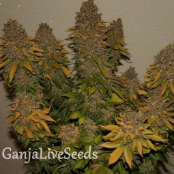 G13 feminised Ganja Seeds