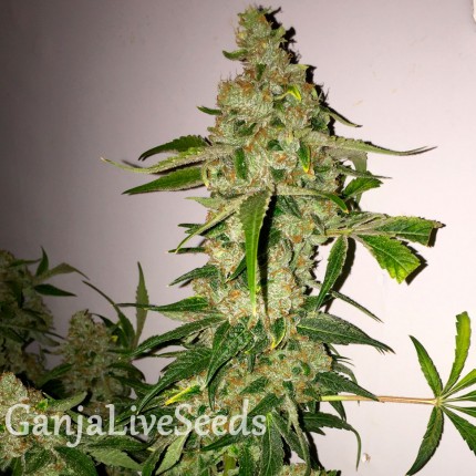 Lemon Skunk feminised GanjaLiveSeeds