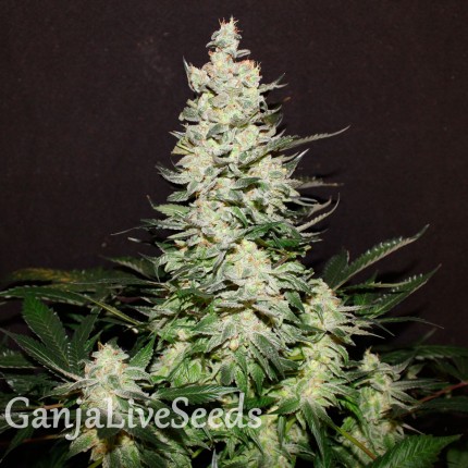 Lemon Skunk feminised GanjaLiveSeeds