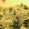 семена конопли феминизированные Lemon Skunk feminised Ganja Live Seeds
