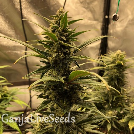 Auto Great White Shark feminised Victory Seeds