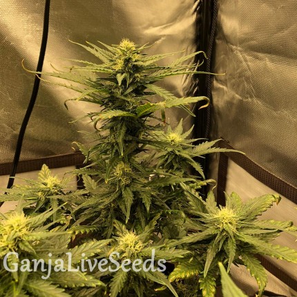 Auto Great White Shark feminised Victory Seeds