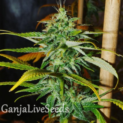 Grapefruit Haze feminised GanjaLiveSeeds