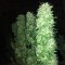 Качественные семена конопли Grapefruit Haze feminised