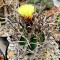 Семена кактуса Astrophytum capricorne var. crassispinum