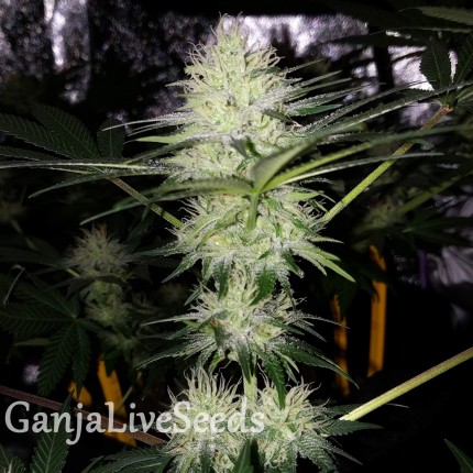 Auto Bubblelicious regular Ganja Seeds