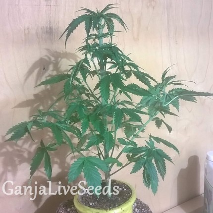 Auto Bubblelicious regular Ganja Seeds
