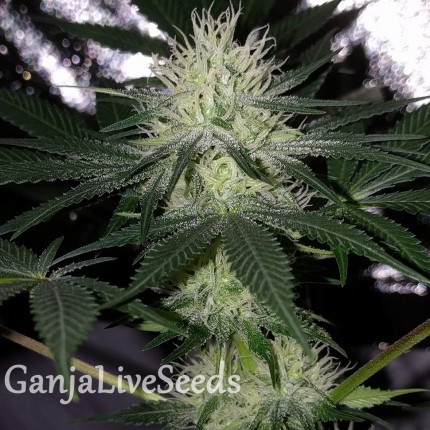 Auto Bubblelicious regular Ganja Seeds