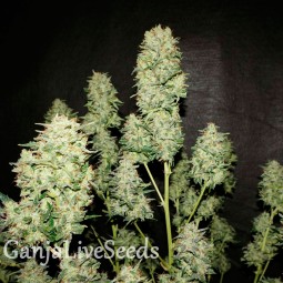 OG Kush feminised Ganja Seeds