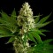 семена индийской конопли OG Kush feminised Ganja Seeds