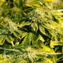 Era feminised Ganja Seeds