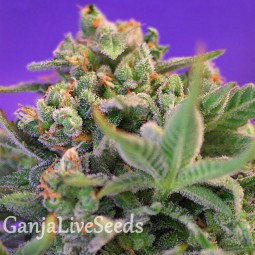 Auto Sweet Cheese feminised Ganja Seeds