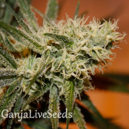 White Skunk #1 feminised Ganja Seeds