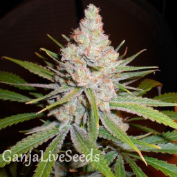 White Skunk #1 feminised Ganja Seeds