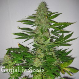 LSD feminised GanjaLiveSeeds