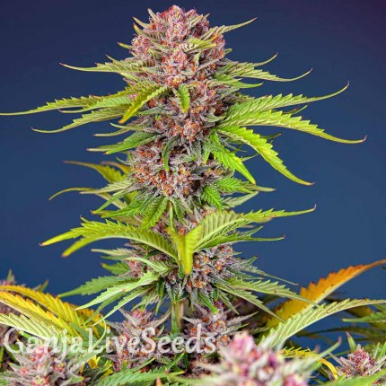 Auto Mimosa Bruce Banner XL feminised Ganja Seeds