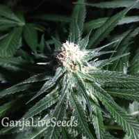 Critical + feminised Ganja Seeds