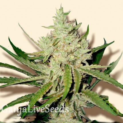 Amnesia Haze feminised Ganja Seeds