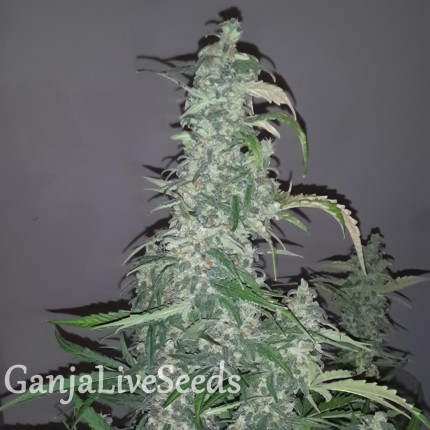 Auto Wappa feminised Ganja Seeds
