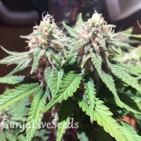 M8 feminised GanjaLiveSeeds