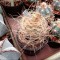 Купить семена кактуса Astrophytum