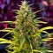семена конопли скороспелый купить Orange Bud feminised