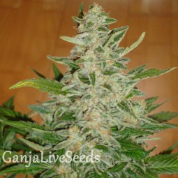 Auto Moby Dick feminised Ganja Seeds