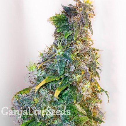 Mazar feminised GanjaLiveSeeds