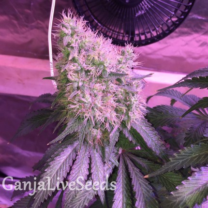 Auto Northern Light feminised Victory Seeds