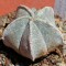 Недорогие семена кактуса Astrophytum coahuilense