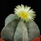 Семена кактуса Astrophytum coahuilense