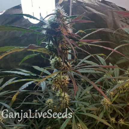 Amnesia feminised Ganja Seeds