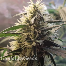Amnesia feminised Ganja Seeds