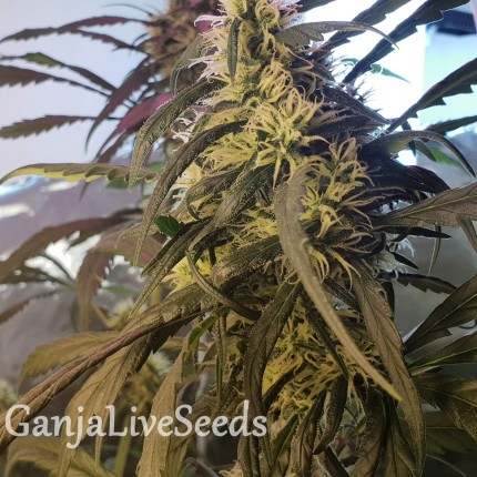 Amnesia feminised Ganja Seeds