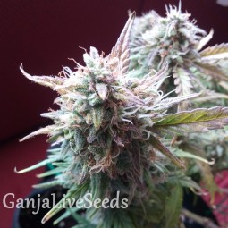 Auto Blueberry Bliss feminised Ganja Seeds