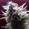 купить семена конопли в оригинальных упаковках Auto Blueberry Bliss feminised