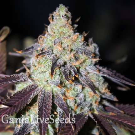 Auto NYV Diesel feminised Victory Seeds