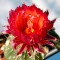 Семена кактуса Astrophytum asterias red flowers