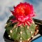 Недорогие семена кактуса Astrophytum asterias red flowers