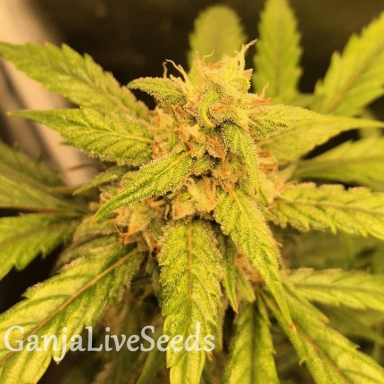 Auto Black Jack regular Ganja Seeds