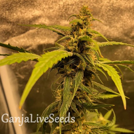 Auto Black Jack regular Ganja Seeds