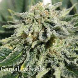 Neville's Haze feminised GanjaLiveSeeds