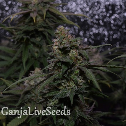 Auto Original Blueberry feminised Victory Seeds