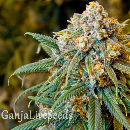 New York City feminised GanjaLiveSeeds